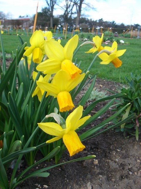 Narcissus cyclamineus 'Jetfire' PB tri